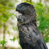 A male Red-tailed Black Cockatoo perched on a branch, showing its massive crest, black body, and bright red tail feathers.
