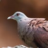 A small dove with rich brick-red upperparts, a blue-grey head, and a black half-collar on the nape, perched in open scrubland.