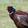 A male Ring-necked Pheasant with iridescent copper body, green head, red eye patch, and a white neck collar standing in dry grass.
