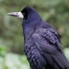 A black crow-like bird with a distinctive patch of bare grey-white skin at the base of its beak.
