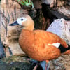 A bright orange-cinnamon duck with a pale buff head and dark bill, standing near shallow water.