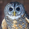 A dark-eyed forest owl with warm rufous-toned legs and mottled brown plumage perched among southern beech branches.