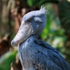 Shoebill