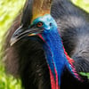 A massive, flightless black bird with a bright blue neck, dangling red wattles, and a large brown casque on its head standing in a dense jungle.