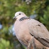 A slender pinkish-brown dove with a black collar covered in white spots on its neck, perched on a branch.