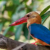 A large Stork-billed Kingfisher perched on a branch, showcasing its massive red bill, blue back, and warm buff chest.