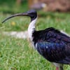 A dark ibis with a long curved bill and pale straw-coloured neck feathers standing in wet grass.