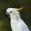Sulphur-crested Cockatoo