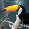 Toco Toucan