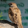 A small sparrow with a chestnut-brown crown, white cheeks, and a distinct black cheek spot, perched on a branch.