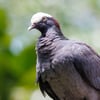 A White-crowned Pigeon with dark slate-grey plumage and a bold white cap on its head, perched on a branch.