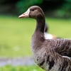 A white-fronted goose with a white patch around its bill and dark belly bars against a green background.