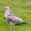 White Leucistic Red Kite