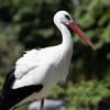White Stork