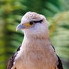 A small falcon with a pale cream head and underparts, dark wings, and a bare orange face, perched on a fence post.