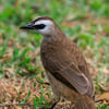 A Yellow-vented Bulbul perched on a branch, showing its brown-grey plumage, pale underparts, and small crest.