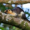 A large black-and-cream squirrel clinging to a tree trunk in a tropical rainforest.
