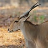 A large common eland antelope with spiral horns standing in open savanna habitat.
