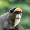 De Brazza's Monkey