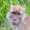 A long-tailed macaque with light brown fur and a very long tail perching on a wooden railing against a green forest backdrop.