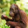 A large orange-haired ape climbing ropes and branches in a lush tropical forest.