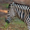 A plains zebra standing in open grassland, showing its distinctive black-and-white stripe pattern.