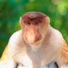 A reddish-brown monkey with a long tail and a prominent large nose sitting in a mangrove tree.