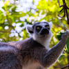 Ring‑tailed Lemur