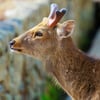 Sika Deer
