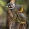 Squirrel Monkey