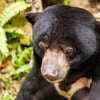 A sun bear with short black fur and a pale crescent-shaped chest marking foraging on the forest floor.