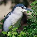 Black-crowned Night Heron