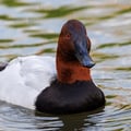 Canvasback
