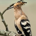 Eurasian Hoopoe