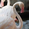 Greater Flamingo