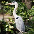 Grey Heron