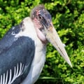 Marabou Stork