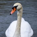 Mute Swan