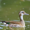 Ringed Teal