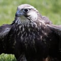 Saker Falcon