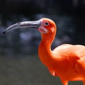 Scarlet Ibis