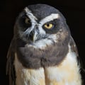 Spectacled Owl
