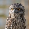Tawny Frogmouth