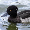 Tufted Duck