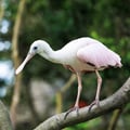 African Spoonbill