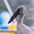 An Asian Openbill stork standing with its distinctive open bill visible, showing grey-white plumage and glossy black wing feathers.