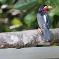 A brightly colored bird with a black back, a vibrant red chest, a massive pale bill, and prominent bristles around its face.