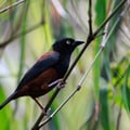 A stunning black bird with a bright crimson breast patch perched on a mossy branch in a misty montane forest.