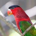 A vibrant Black-capped Lorry with a red body, blue underparts, green wings, and a black cap perched on a branch.