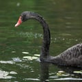 Black Swan